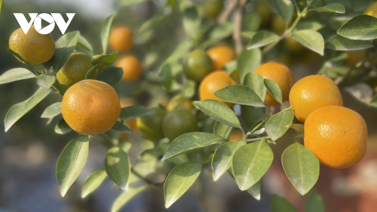 Kumquat tree growers in Hanoi village busy ahead of Tet
